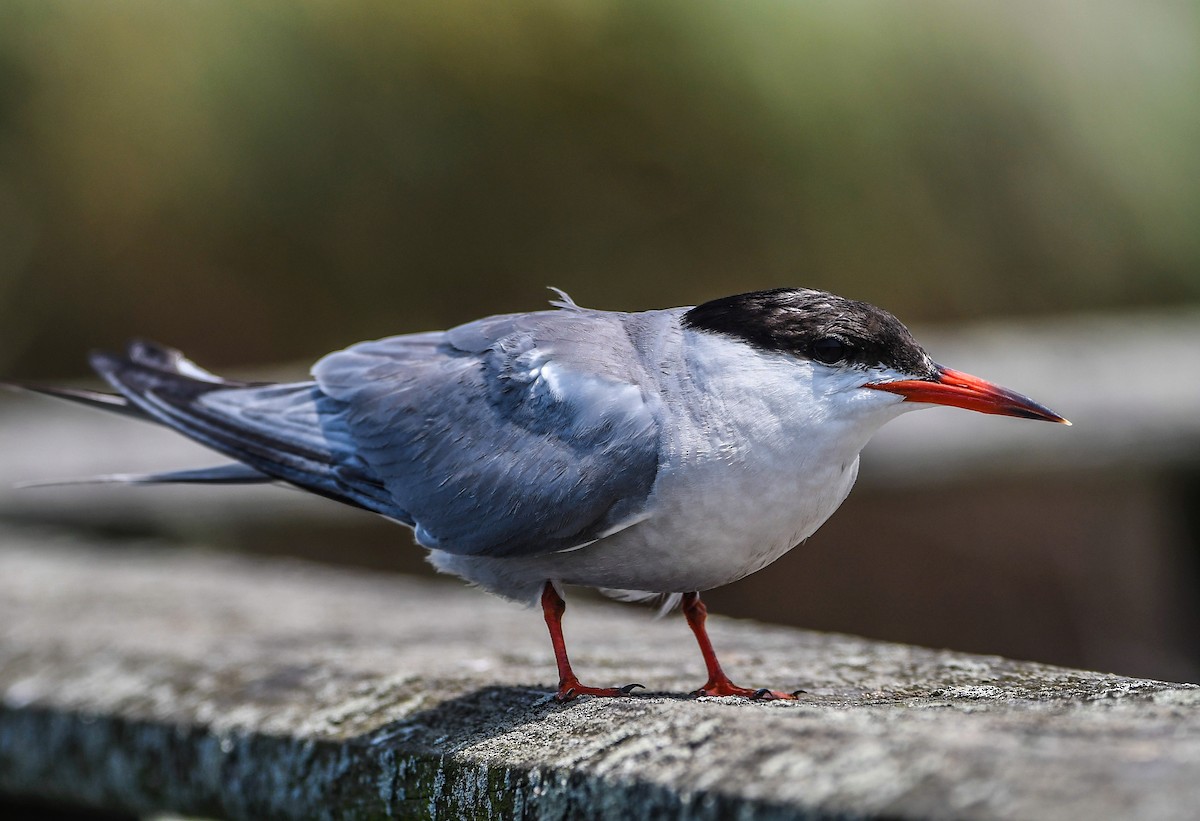 Common Tern - Karen Brown