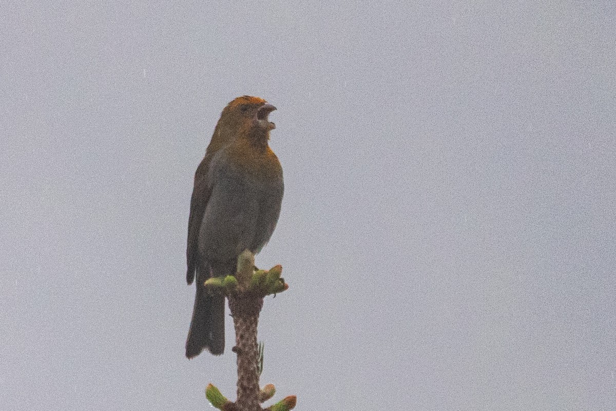 Crimson-browed Finch - ML622043281