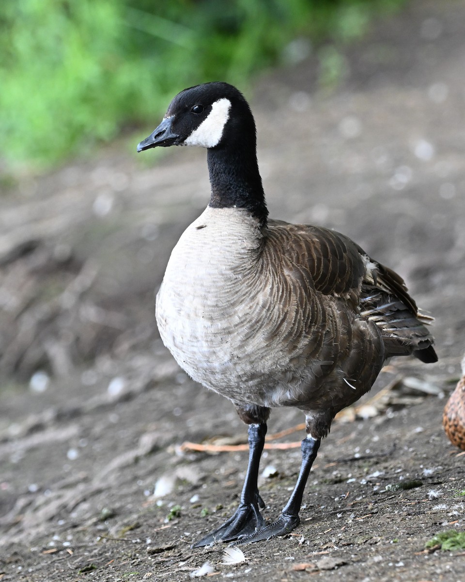 Cackling Goose (Taverner's) - ML622043285