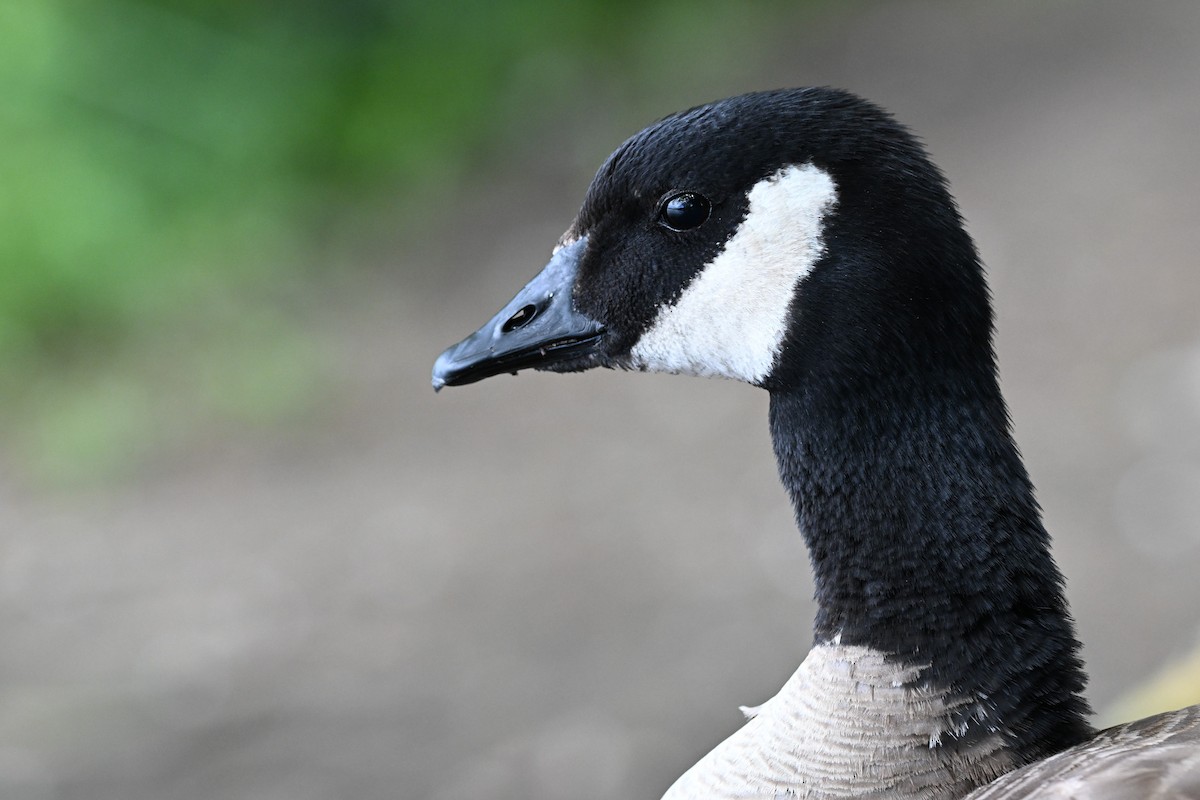 Cackling Goose (Taverner's) - ML622043286