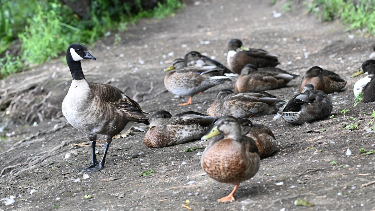 Cackling Goose (Taverner's) - ML622043287