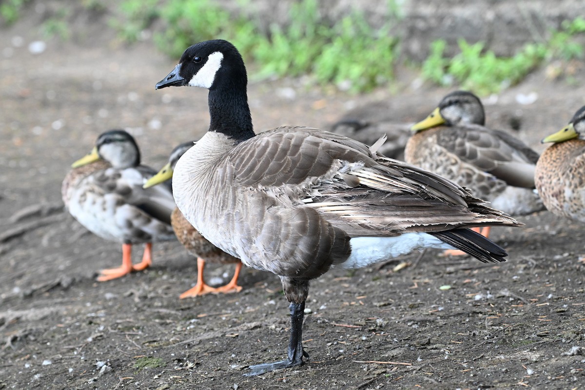 Cackling Goose (Taverner's) - ML622043288