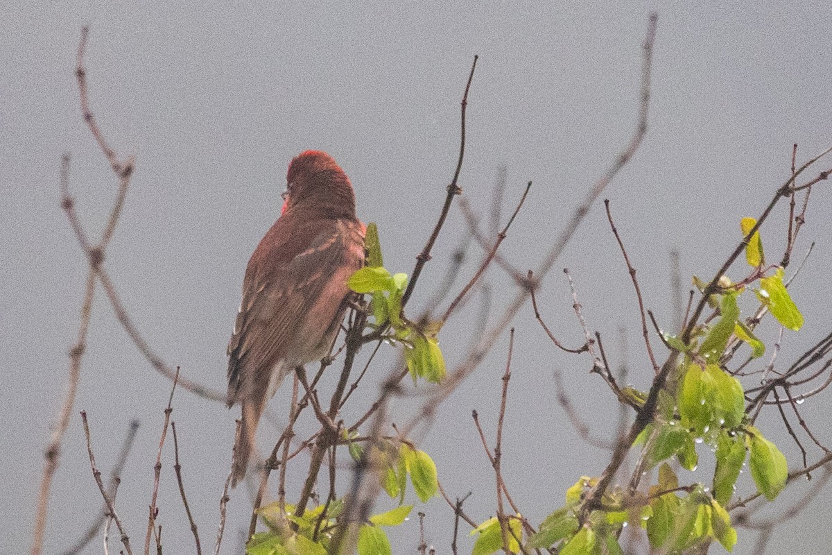 Crimson-browed Finch - ML622043293