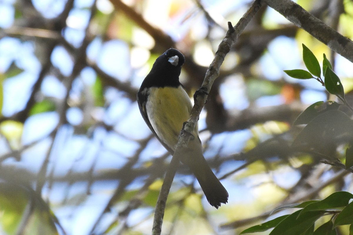 Yellow-bellied Seedeater - ML622043350