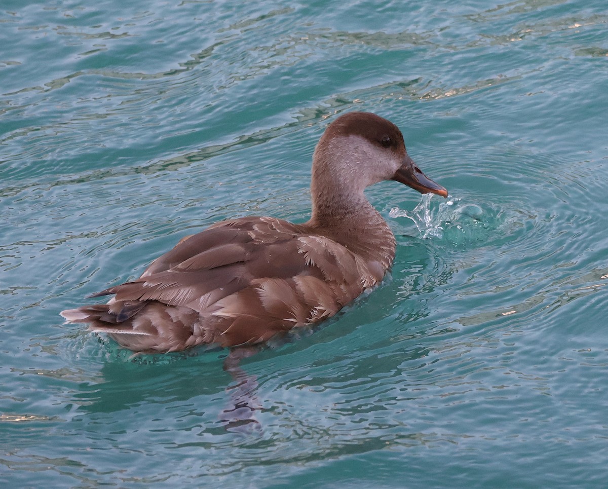 Red-crested Pochard - ML622043382