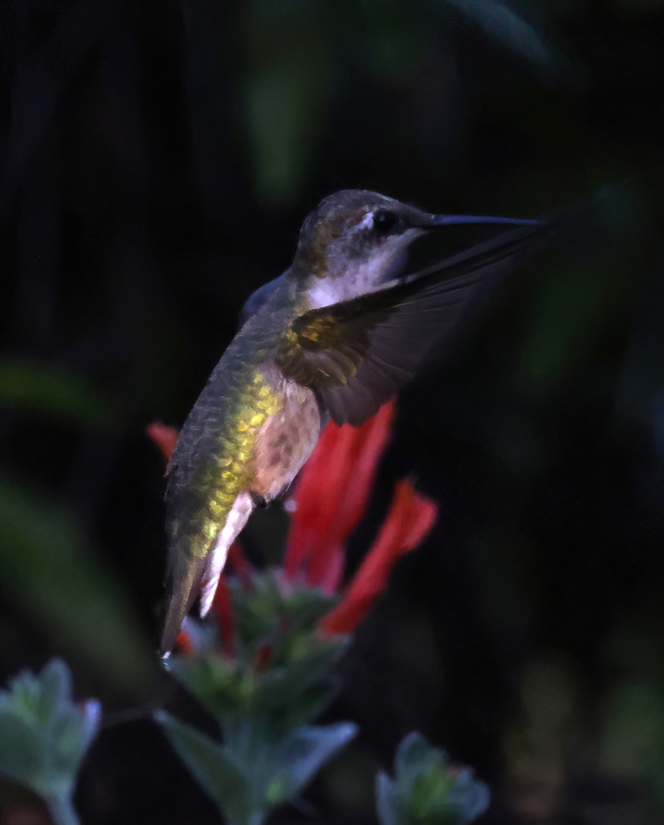 Ruby-throated Hummingbird - ML622043393