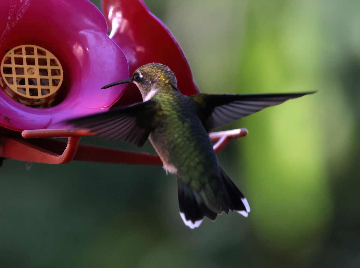 Ruby-throated Hummingbird - ML622043394
