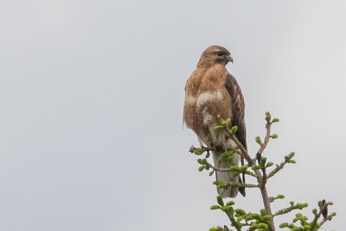 Eastern Buzzard - ML622043410