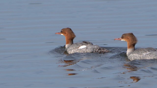 Common Merganser - ML622043429