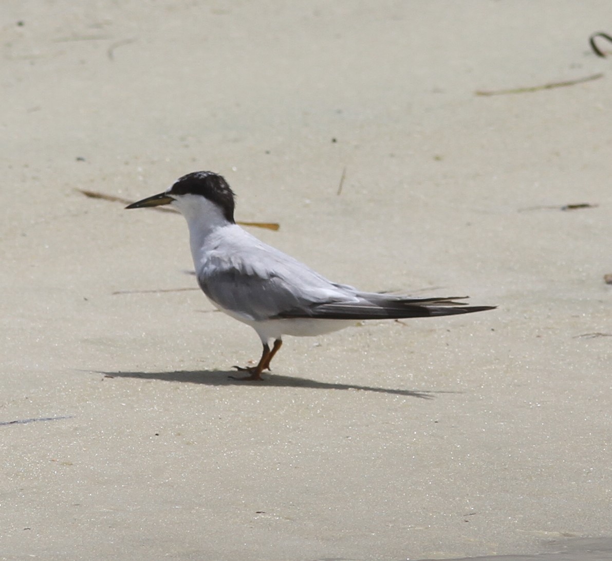 Least Tern - ML622043454