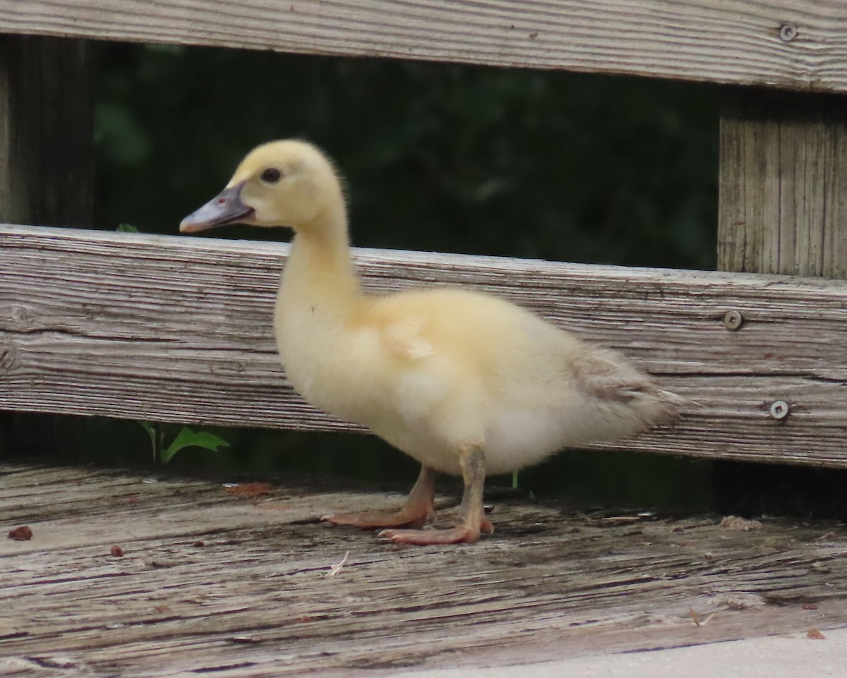 Muscovy Duck (Domestic type) - ML622043478