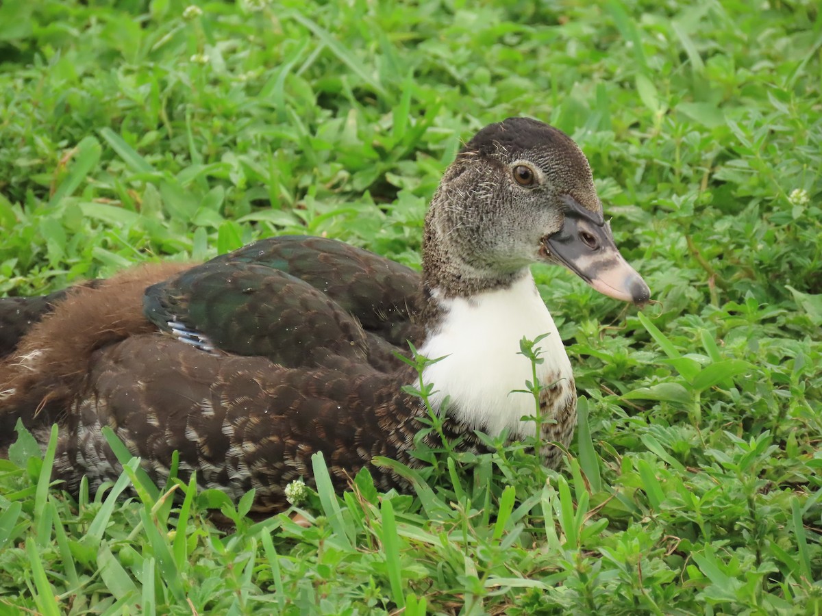 Muscovy Duck (Domestic type) - ML622043489