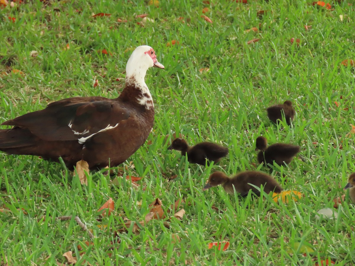 Muscovy Duck (Domestic type) - ML622043491