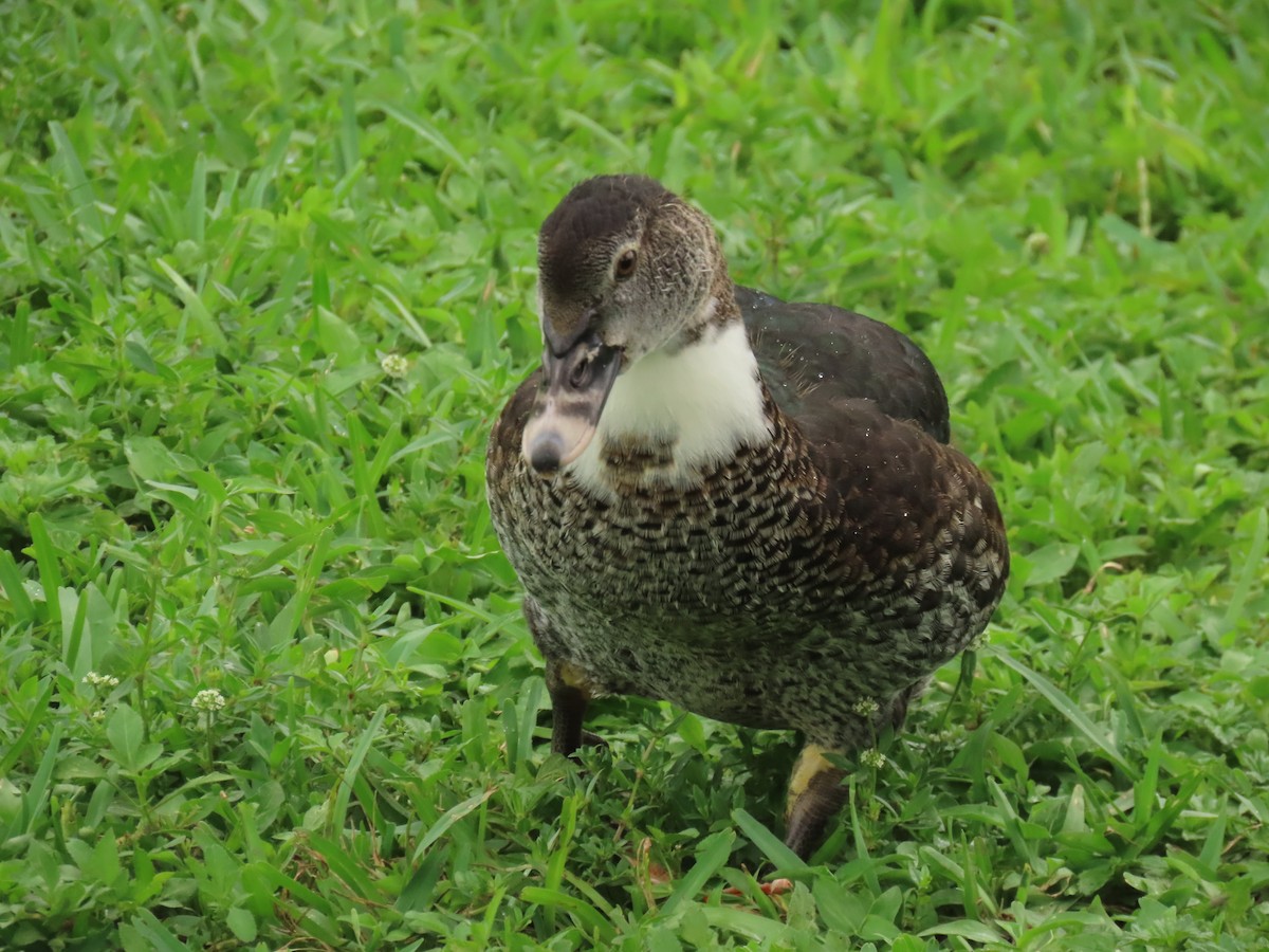 Muscovy Duck (Domestic type) - ML622043492