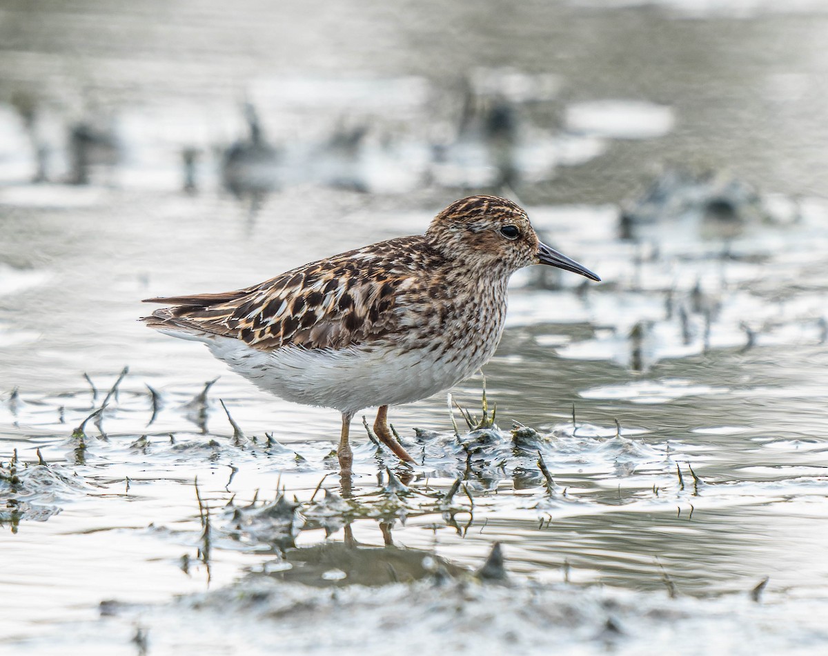 Least Sandpiper - ML622043495