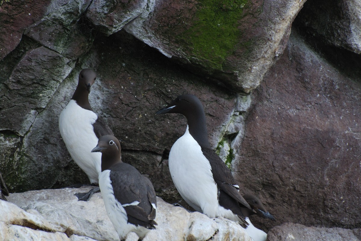 Thick-billed Murre - ML622043514