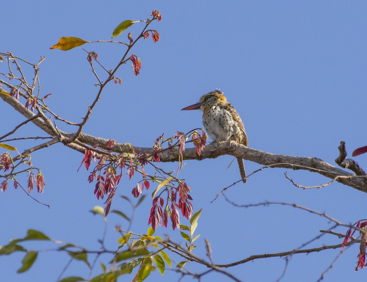 Spot-backed Puffbird (Spot-backed) - Giusepe Donato