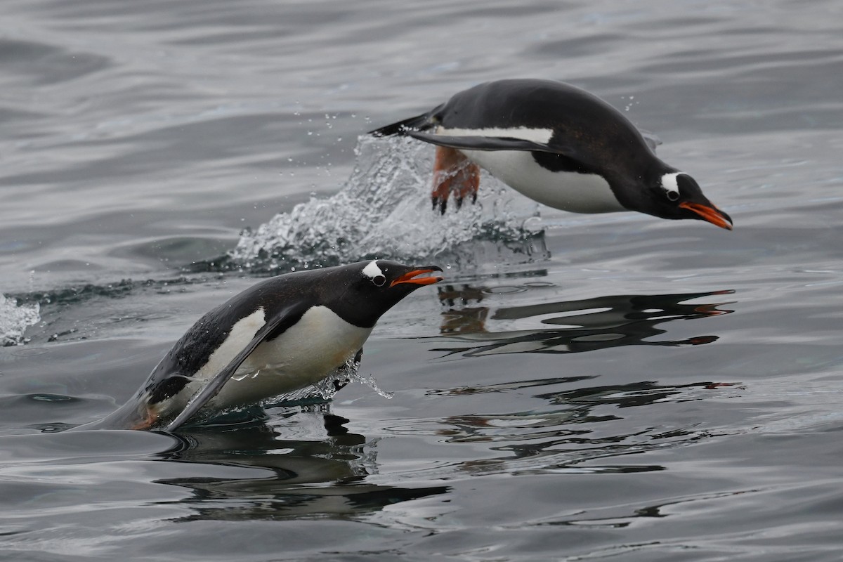 Gentoo Penguin - Marcin Sidelnik