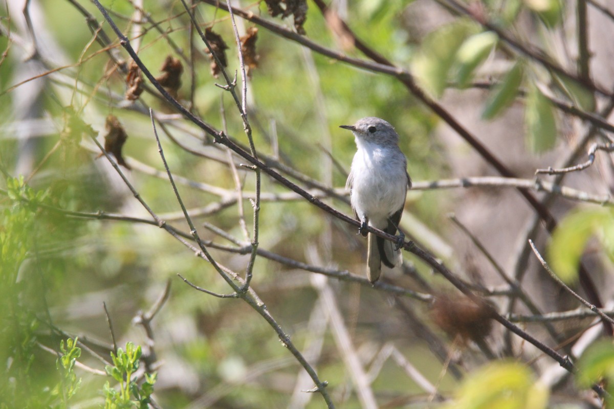 Blue-gray Gnatcatcher - ML622043651