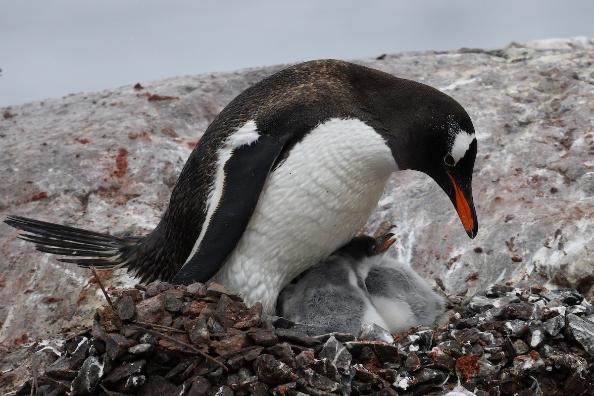 Gentoo Penguin - Marcin Sidelnik