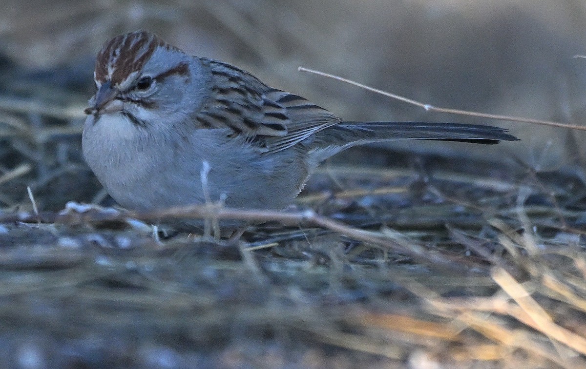 Rufous-winged Sparrow - ML622043741