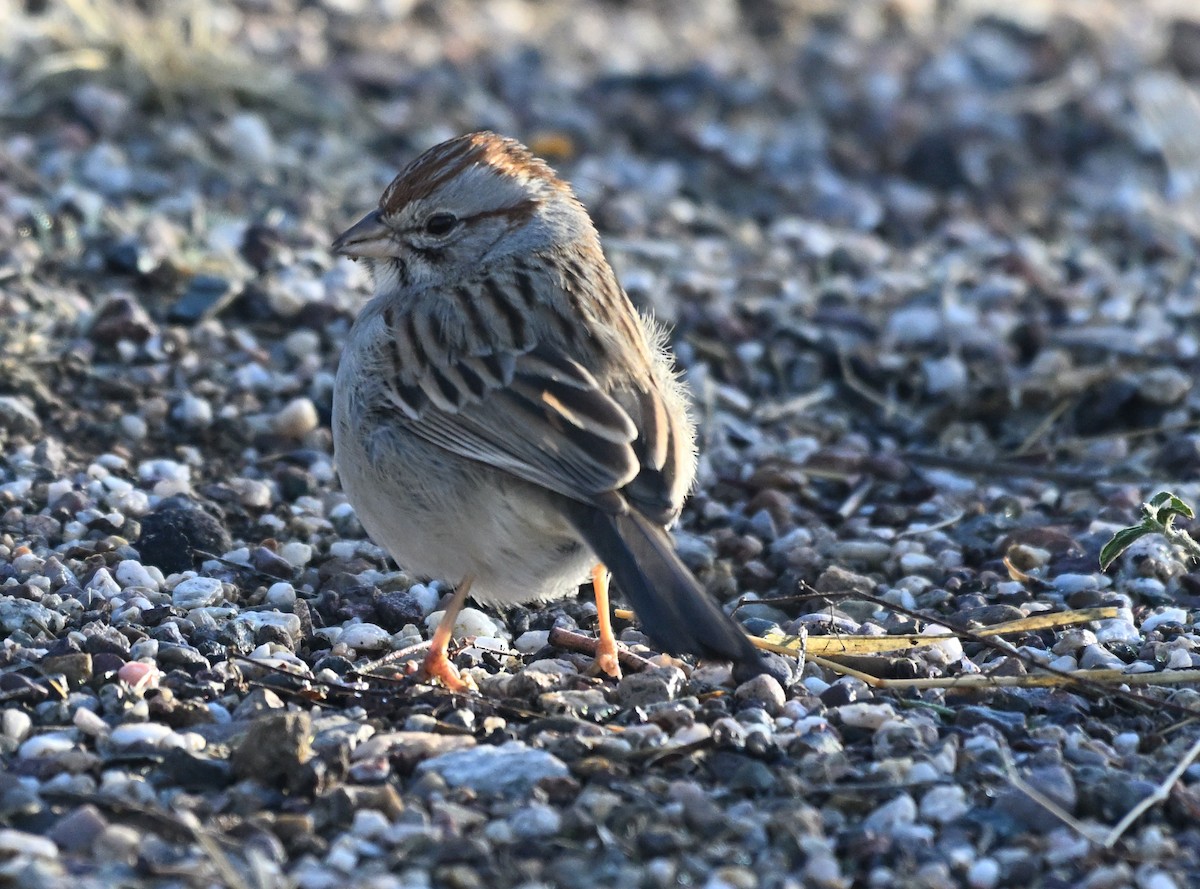 Rufous-winged Sparrow - ML622043742