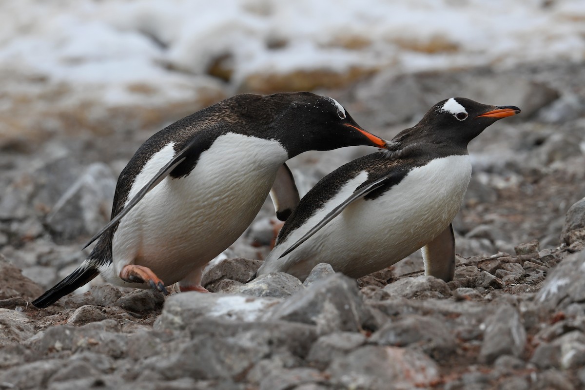 Gentoo Penguin - Marcin Sidelnik