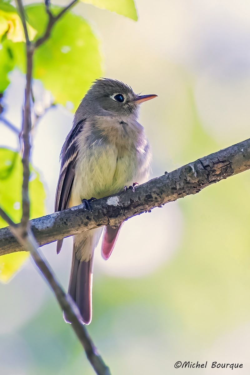 Western Flycatcher - ML622043866