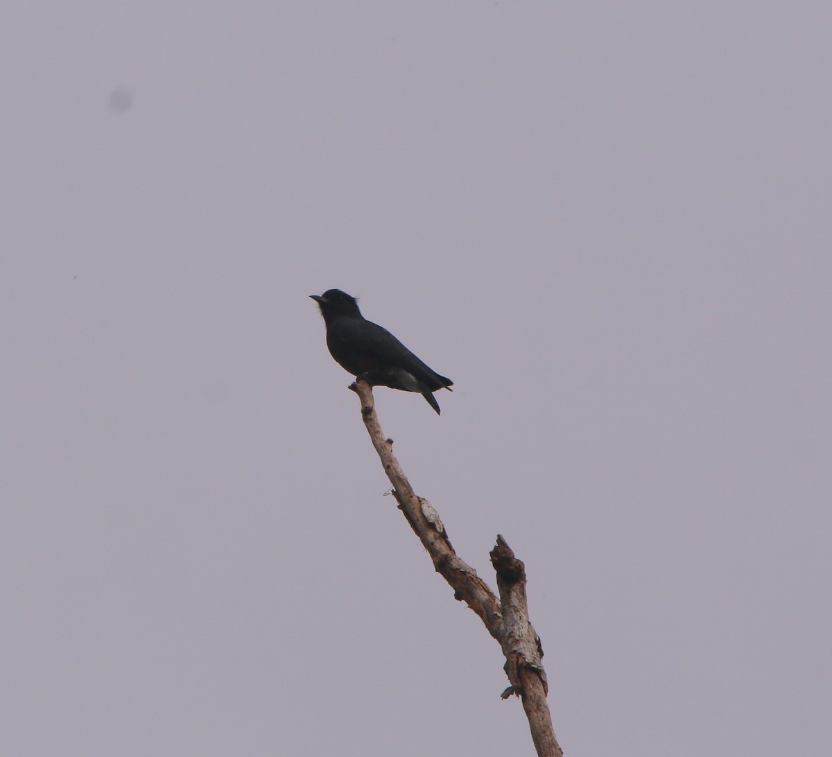 Swallow-winged Puffbird - ML622043900