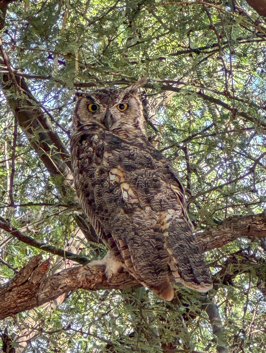 Great Horned Owl - ML622043902
