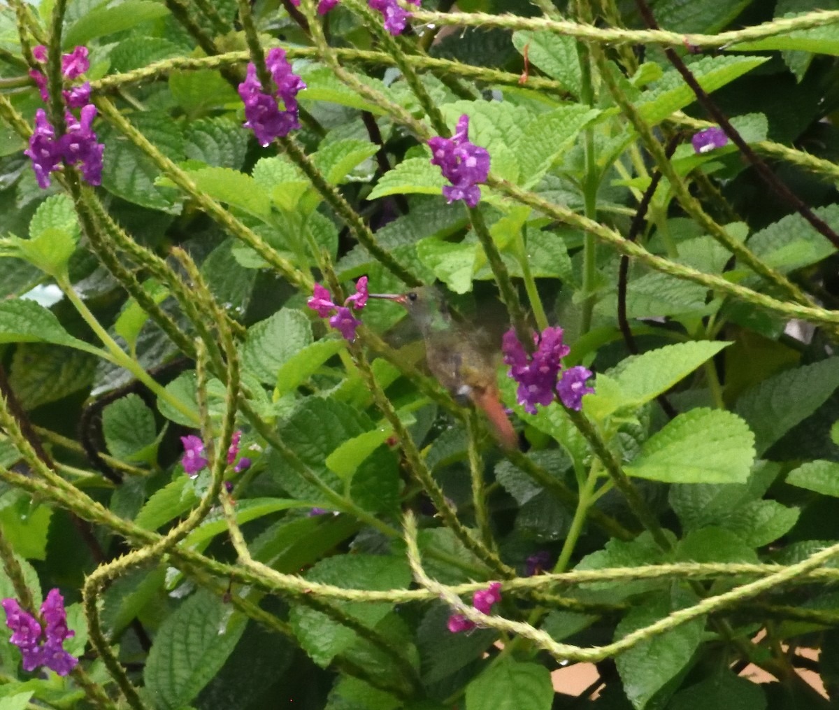 Rufous-tailed Hummingbird - ML622043922