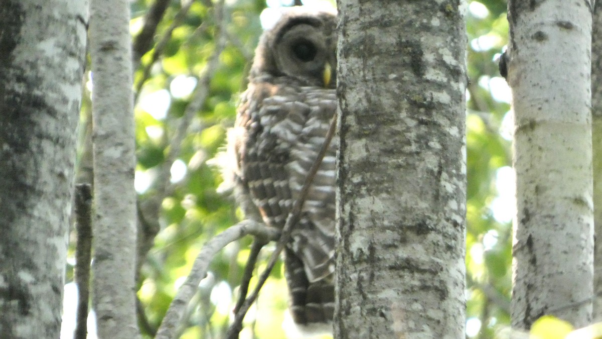 Barred Owl - ML622043951