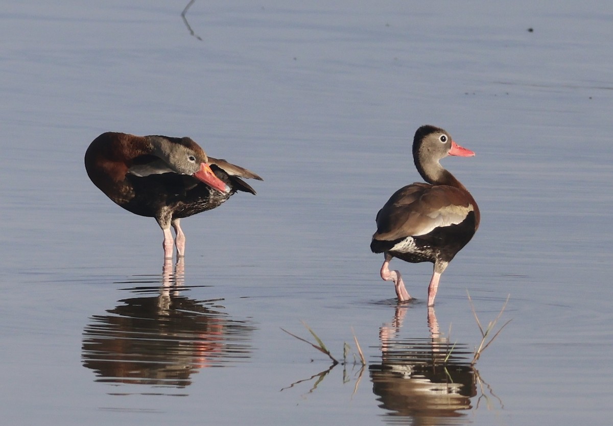 Black-bellied Whistling-Duck - ML622043985