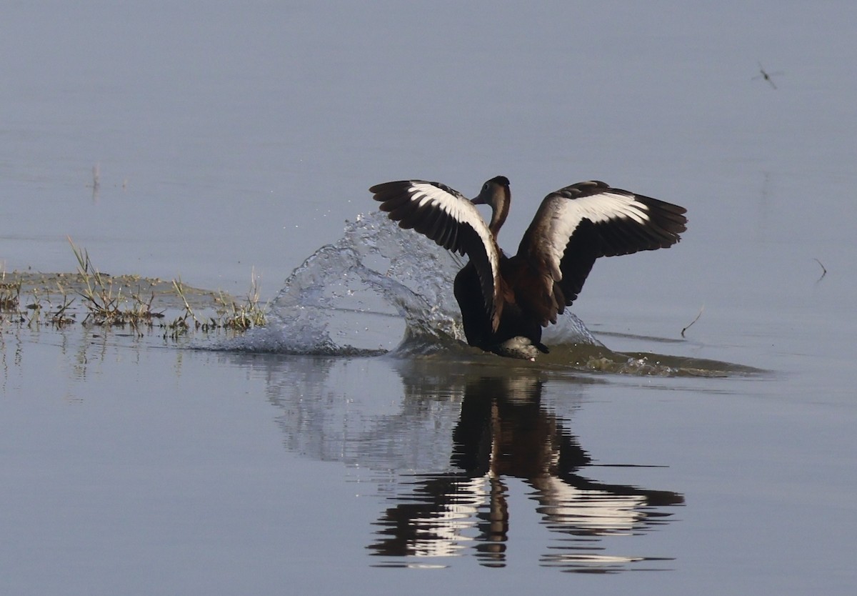 Black-bellied Whistling-Duck - ML622043986