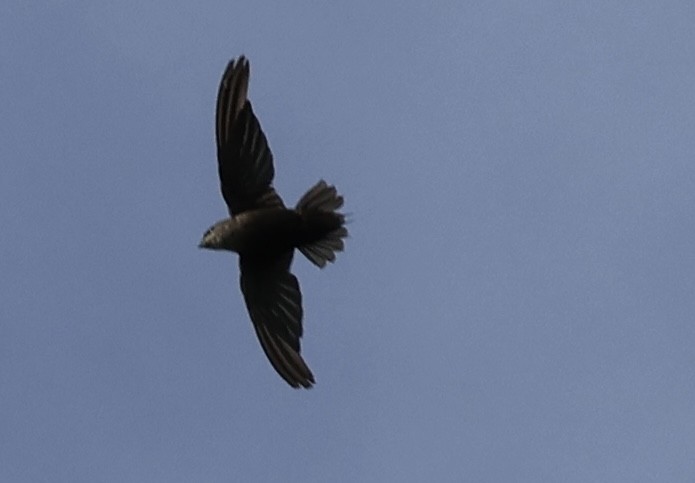 Chimney Swift - Scott Shaum