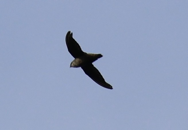 Chimney Swift - ML622043994