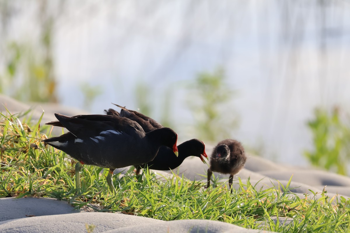 Common Gallinule - ML622044000