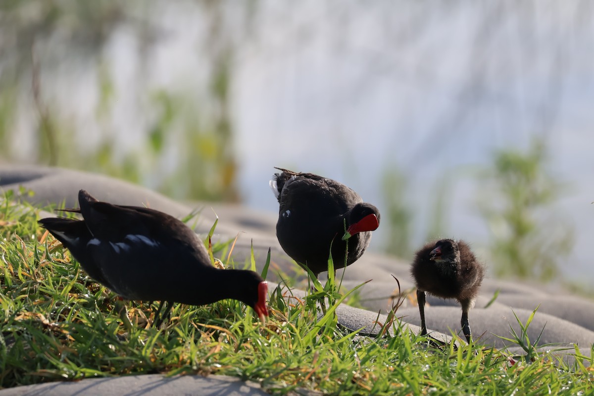 Common Gallinule - ML622044001