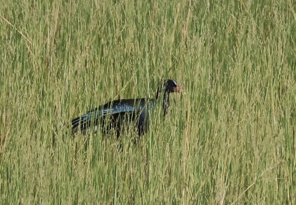 Purple Gallinule - ML622044010