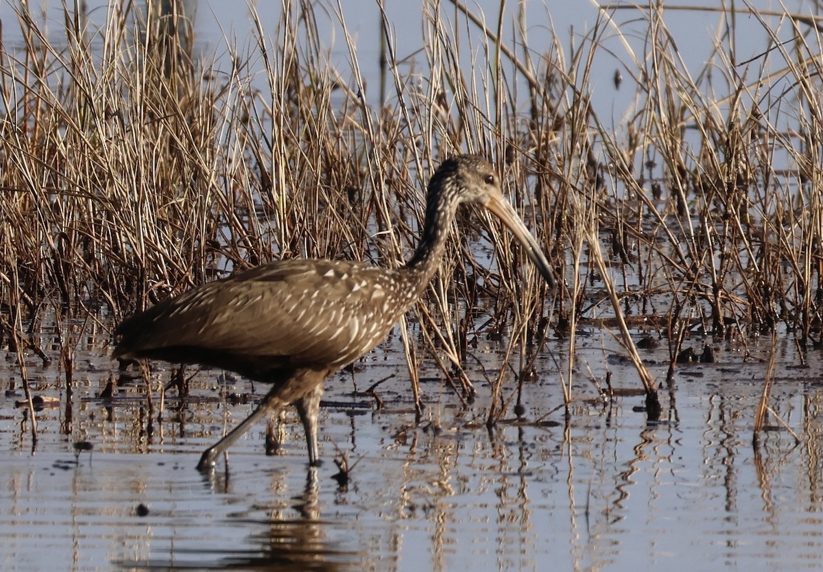 Limpkin - ML622044014