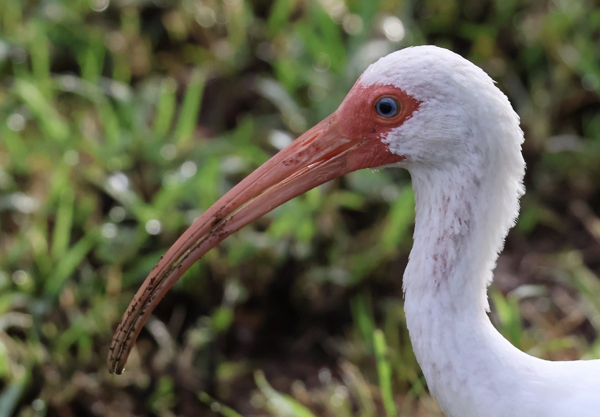 White Ibis - ML622044023