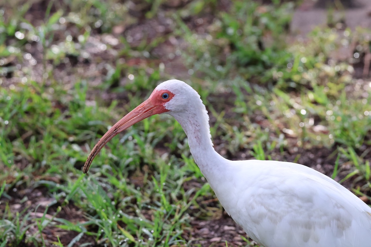 ibis bílý - ML622044024