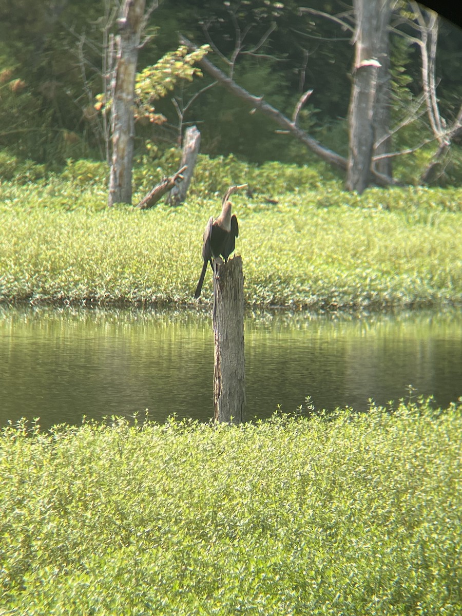 Anhinga - ML622044147