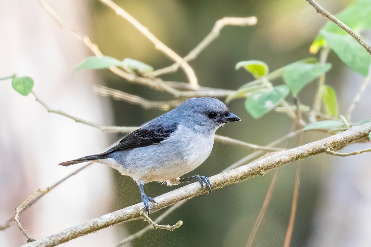 Plain-colored Tanager - ML622044163