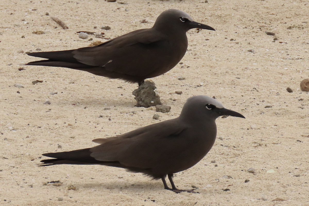 Brown Noddy - ML622044186