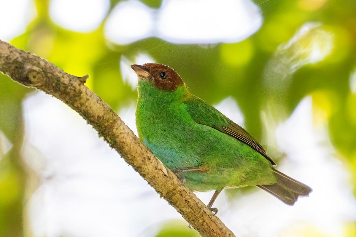 Rufous-winged Tanager - ML622044187