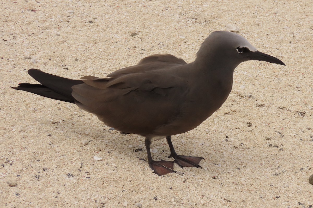 Brown Noddy - ML622044210