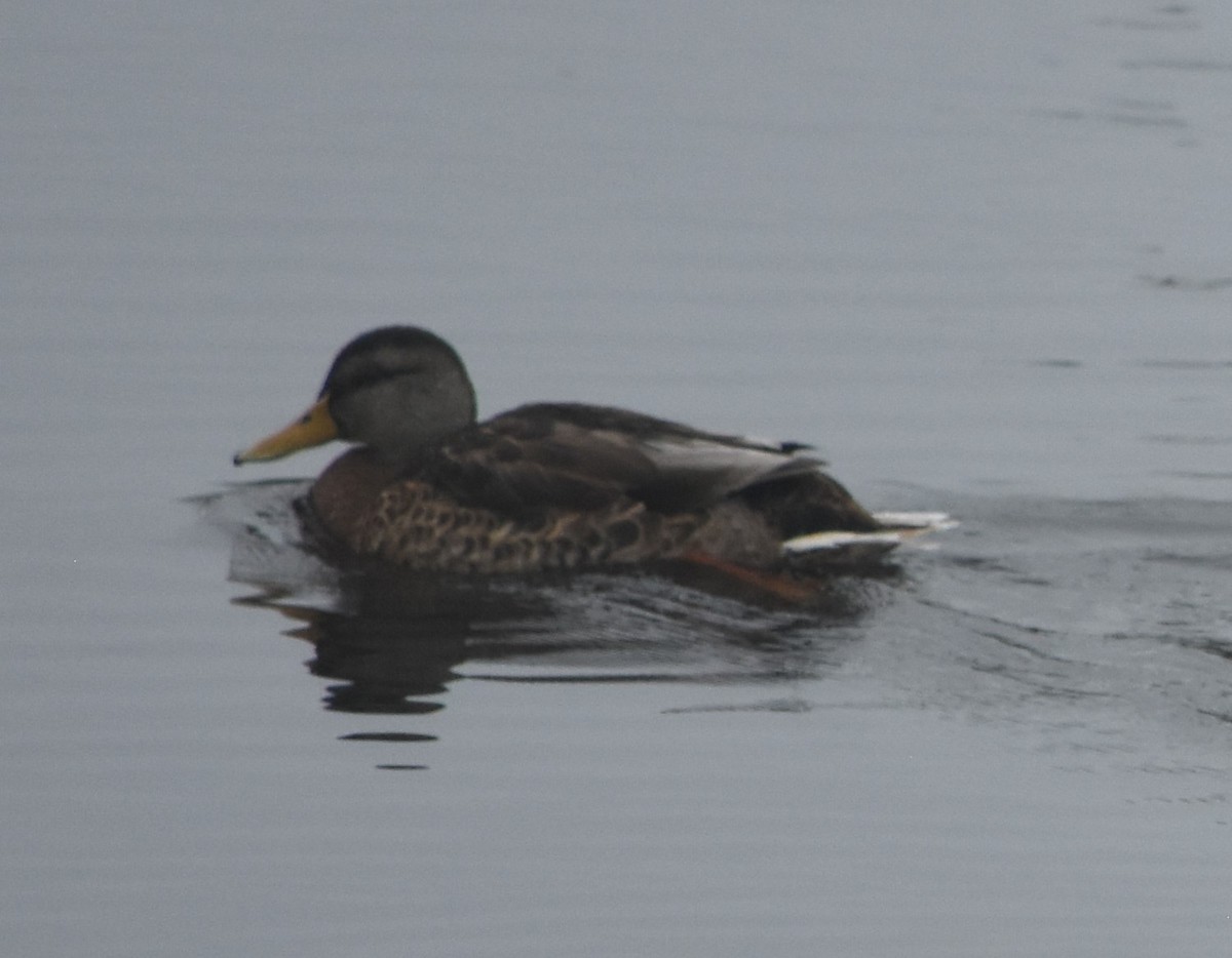 American Black Duck - ML622044211