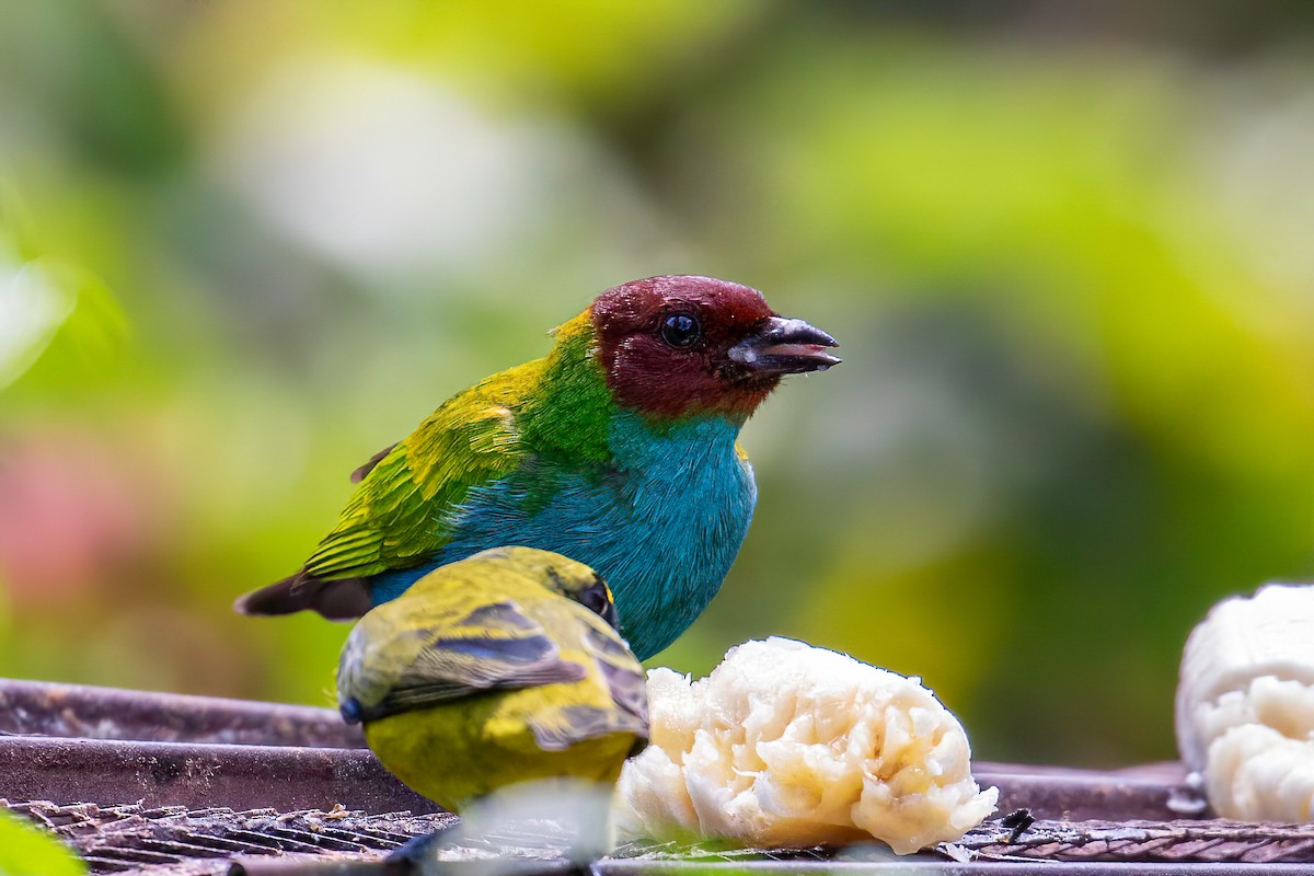 Bay-headed Tanager - ML622044212