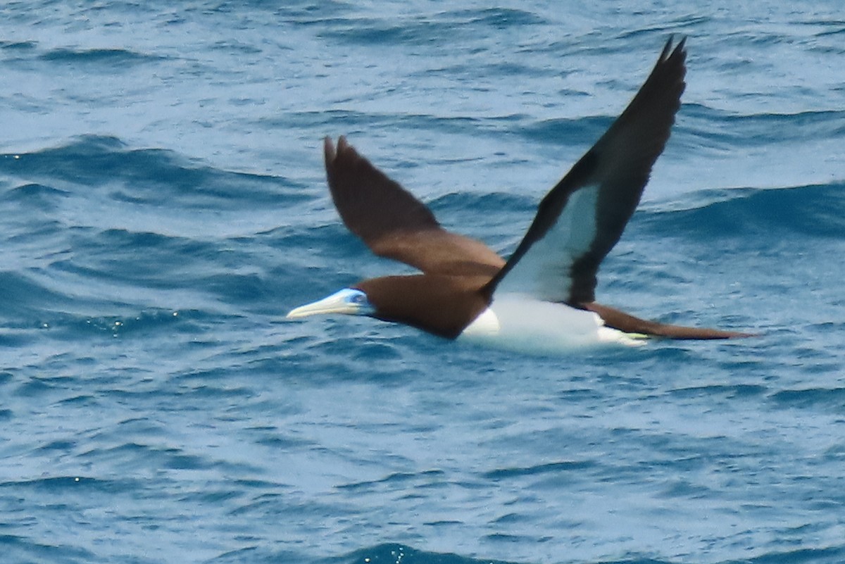 Brown Booby - ML622044217